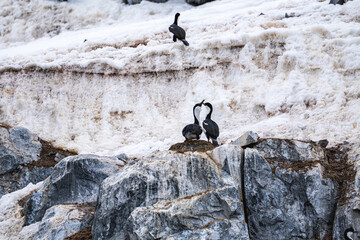 Antarctic shags (Leucocarbo bransfieldensis) in Anatrctica.