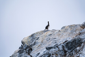 Antarctic shags (Leucocarbo bransfieldensis) in Anatrctica.