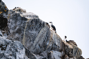 Antarctic shags (Leucocarbo bransfieldensis) in Anatrctica.