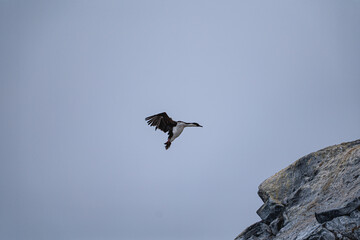 Antarctic shags (Leucocarbo bransfieldensis) in Anatrctica.