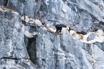 Antarctic shags (Leucocarbo bransfieldensis) in Anatrctica.