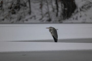 Solitary Grey Heron in a Snowy Winter Landscape