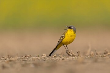 Vibrant Yellow Wagtail Singing in a Field
