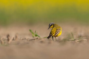 Yellow Wagtail Bird in a Field
