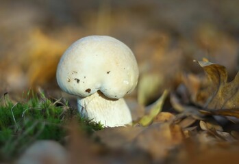 Close-up of a Single Mushroom in Autumn Forest