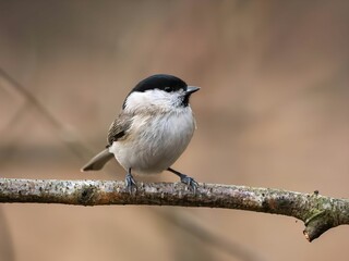 A Charming Coal Tit Perched on a Branch