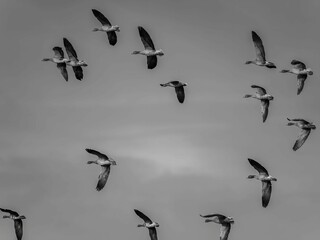 A Flock of Geese in Flight: A Monochromatic Masterpiece
