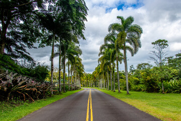 Fototapeta premium Palm-Lined Roadway in a Tropical Setting