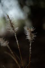 Frozen grass in winter landscape