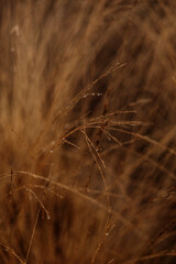 Fototapeta premium Soft grass in winter landscape
