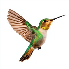 Fototapeta premium A photostock of a hummingbird hovering with its wings outstretched and bright plumage, isolated on a clean white background, elegant and lively, High Quality