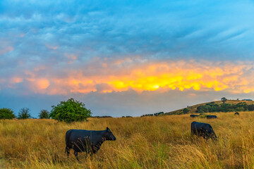 Sunset over farmland with mammatus clouds and cows