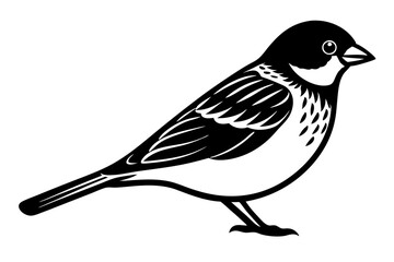 Obraz premium Common Sparrow bird line art vector art illustration.