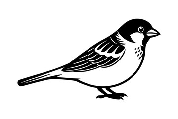  Common Sparrow bird line art vector art illustration.
