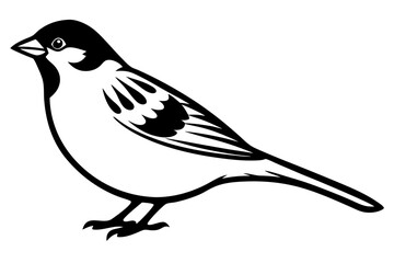  Common Sparrow bird line art vector art illustration.
