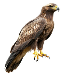 Fototapeta premium Majestic Golden Eagle Perched Gracefully Against a Natural Backdrop of Wildlife