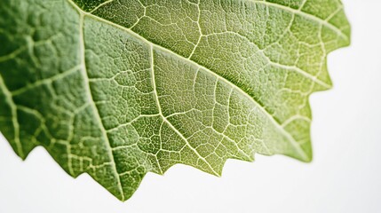 Fototapeta premium Close-up Detailed View of a Green Leaf's Veins