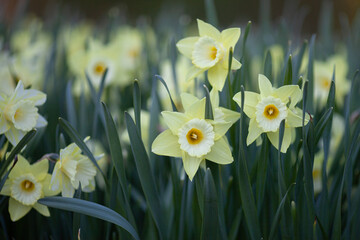 Close up of pale yellow narcissus (trumpet daffodil) flowers on blurred natural background. Springtime background. Hello spring concept.