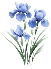 PNG Aesthetic spring Iris flower iris illustration watercolor.
