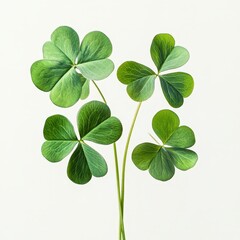 Closeup of four vibrant green clover leaves against a white background.