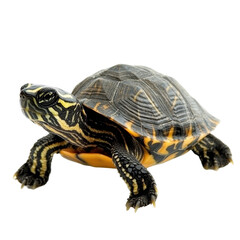 Obraz premium Captivating Image of a Colorful Turtle in a Natural Environment Displaying Its Unique Shell Patterns