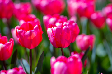 Obraz premium Tender Tulips. Amazing sensual bright tulip flowers blooming in the garden at sunny spring day. Red tulips in the park. Spring landscape. Field of tulips. Spring flowers.