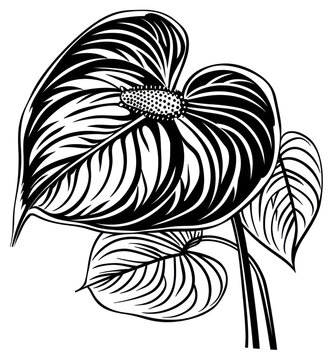 black and white anthurium plant drawing clip art preview