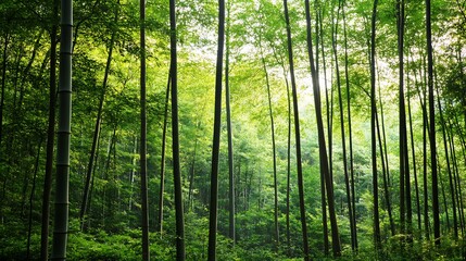 Fototapeta premium Sunlit Bamboo Forest Creating a Lush and Vibrant Natural Paradise in Springtime : Generative AI