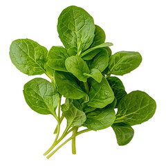Fresh Green Spinach Leaves Isolated on White Background
