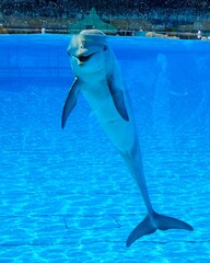 dolphin jumping out of water © JAG