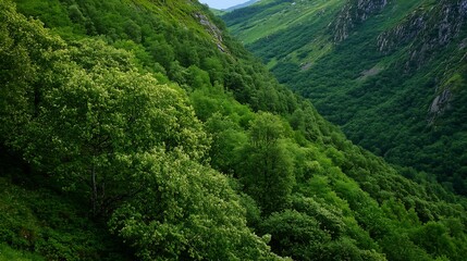 Naklejka premium Lush Green Forested Valley with Vibrant Foliage in Mountainous Terrain Under Clear Sky : Generative AI
