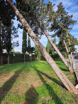 Trees along the roadway leaned over after hurricane winds in Calabria, Italy, January 2025. Vertical photo