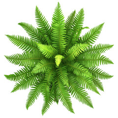 Vibrant Green Fern Arrangement: A Glimpse into Nature?s Lush Foliage and Intricate Patterns