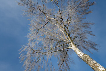 Crown of a bare birch tree photographed from below against the blue sky. The birch is covered in...