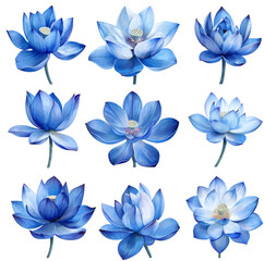 Obraz premium blue lotus 