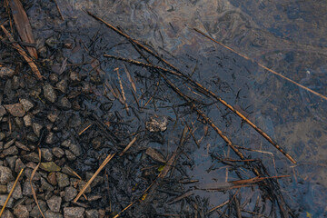 Gasoline or oil stain spill water pollution. Industrial oil fuel stain spill water pollution. Ecological disaster. Oil film pollution. Water pollution with oil, gasoline