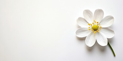 Obraz premium A single white flower with yellow stamens on a plain background, showcasing minimalist beauty and natural elegance.