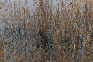 Gasoline or oil stain spill water pollution. Industrial oil fuel stain spill water pollution. Ecological disaster. Oil film pollution. Water pollution with oil, gasoline