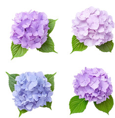 purple hydrangea flower 