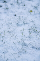 Fresh snow blankets winter grass blades in a delicate macro nature scene. Close-up photography captures green grass tips emerging through pristine white snowfall texture