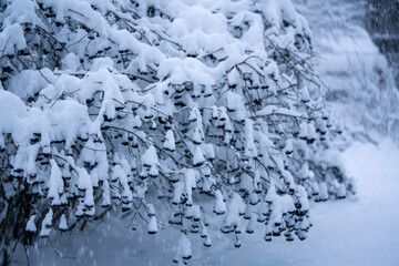 Snow-Covered Tree Branches Creating Beautiful Winter Landscape During Snowfall. Natural Pattern of Fresh Snow on Tree Twigs in Cold Winter Weather