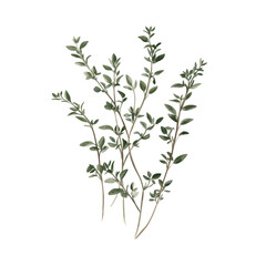 Fototapeta premium Detailed Illustration of Fresh Herbs Featuring Green Thyme Sprigs on a White Background