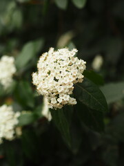 Viburnum laurifolia. Adoxaceae. White viburnum. Viburnum flowering. Macro