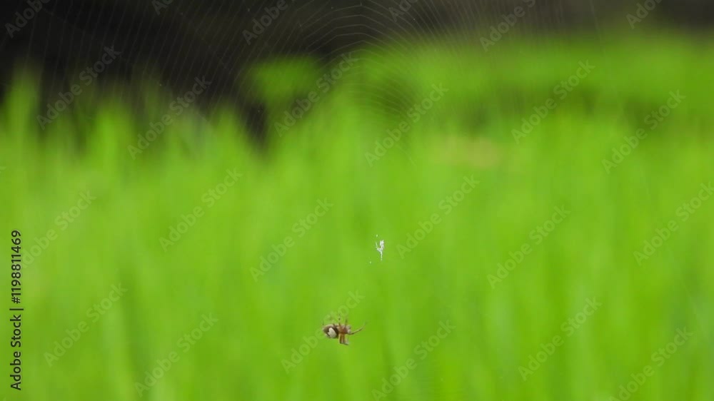 Poster spider making web and hanging on spiderweb .