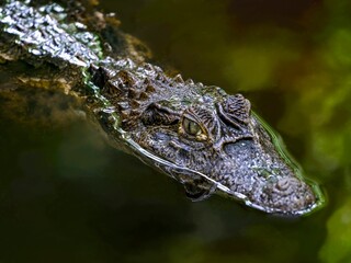 A spectacled caiman (Caiman crocodilus) also known as a crocodile caiman, photographed at the...