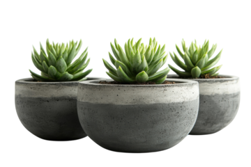Decorative succulent plants in modern concrete pots arranged on a white background for home decor enhancement