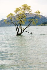 Iconic Wanaka Tree in Lake Wanaka, New Zealand