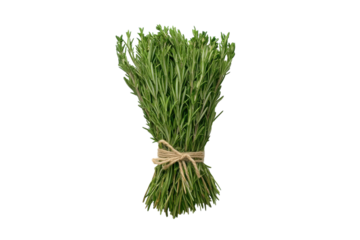 Freshly harvested herb bundle displayed on a white background showcasing vibrant green foliage and rustic twine