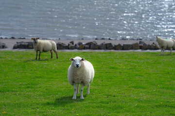 Fototapeta premium The sheep lamb in the verdant meadows. Sheep on an farm. Sheep eating grass on a field. Sheep grazing in an alpine meadow.