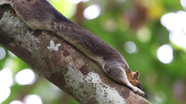 Footage of Cream-Colored Giant Squirrel (Ratufa affinis baramensis) Resting on tree